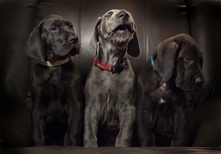 Labrador, puppies, dogs, 3 black beagels, trio, Trinity, Great Dane, HD wallpaper