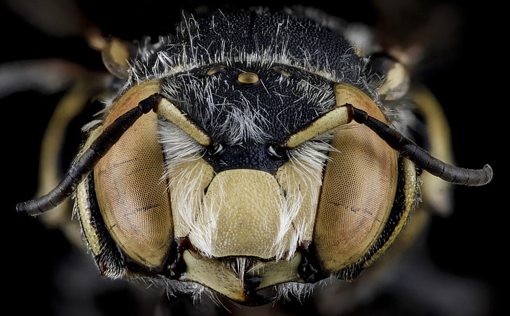 Anthidium Maculifrons Bee Macro Photography, Aero, Island, Head