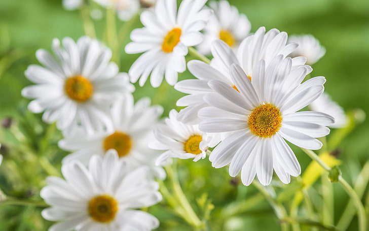 Chamomile Flower The Oldest Medicinal Herbs Known Daisies From The Asteraceae Family Photo 2880×1800, HD wallpaper