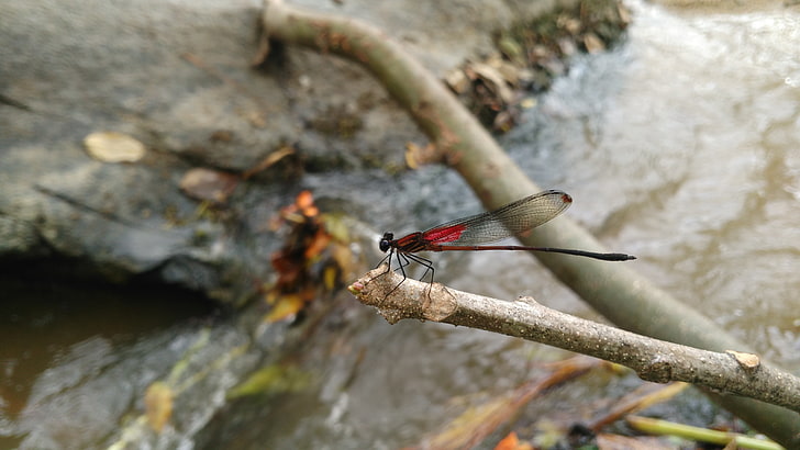 dragonflies, river, landscape, insect, red flowers, Ultramarine flycatcher