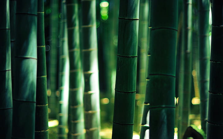 green bamboo, untitled, wood, bokeh, forest, lights, bamboo - Plant, HD wallpaper