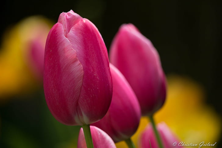macro shot of pink flowers, tulips, tulips, Vivid, Fleur, Spring