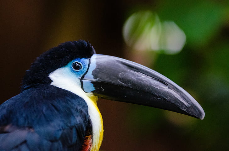 close-up photography black and yellow long-beaked bird, channel-billed toucan, channel-billed toucan, HD wallpaper