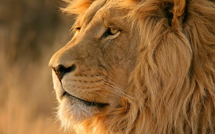 safari for lion os x download