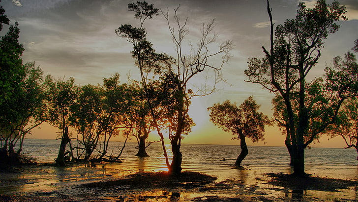 silhouette of trees, Thailand, sunset, beach, water, sky, plant