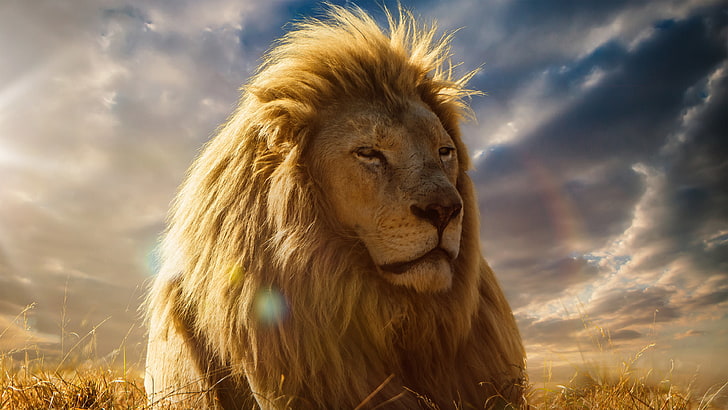Forest king lion 1080P, 2K, 4K, 5K HD wallpapers free download | Wallpaper  Flare