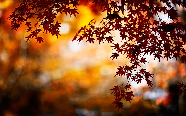 Free download | HD wallpaper: autumn images for backgrounds desktop ...