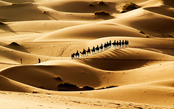 Hot desert, sand dunes, the caravan, HD wallpaper