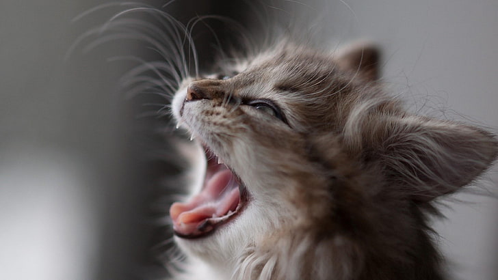 kitten, cat, fluffy, yawn, face, head, mammal, pets, domestic, HD wallpaper