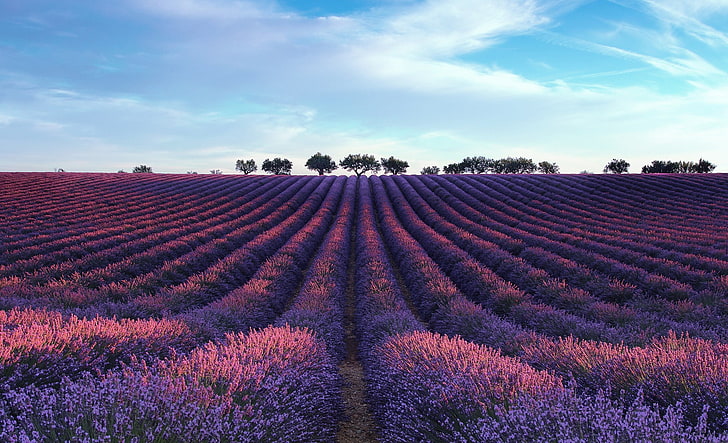 purple flower field, landscape, lavender, plant, flowering plant, HD wallpaper
