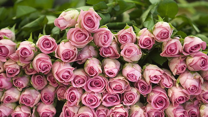 Pink Roses, Switzerl, love, switzerland, flower, sweet, green, HD wallpaper