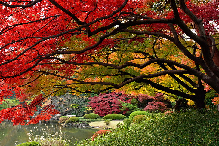 red leafed tree, Japan, Tokyo, the colors of autumn, Japanese garden, HD wallpaper