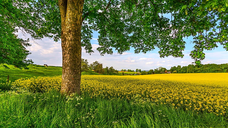 Green and Yellow Flower Field  Free Stock Photo