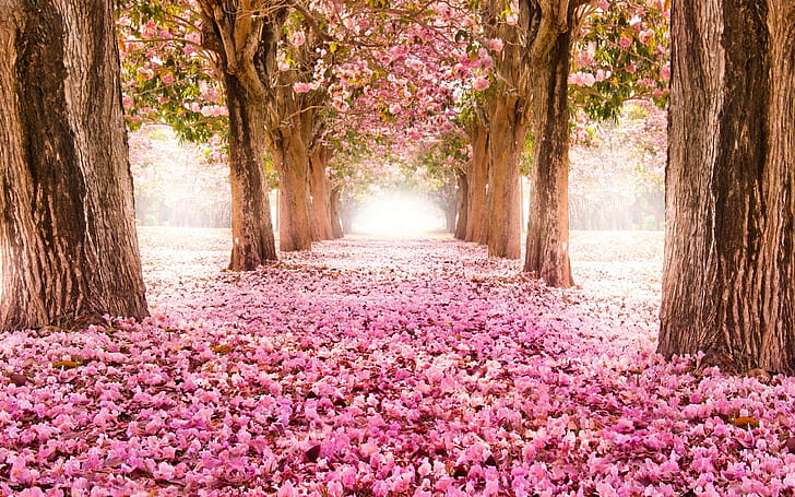 HD wallpaper: Pink Indus Flowers Path Trees Beautiful Scenery 2560×1600 |  Wallpaper Flare