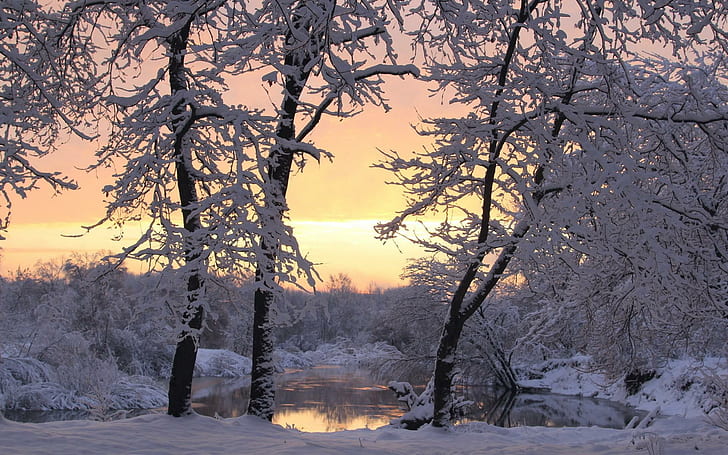 Landscapes Nature Winter Trees