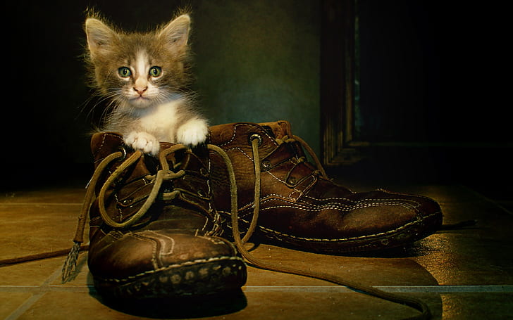 HD wallpaper: Cat in boots | Wallpaper Flare