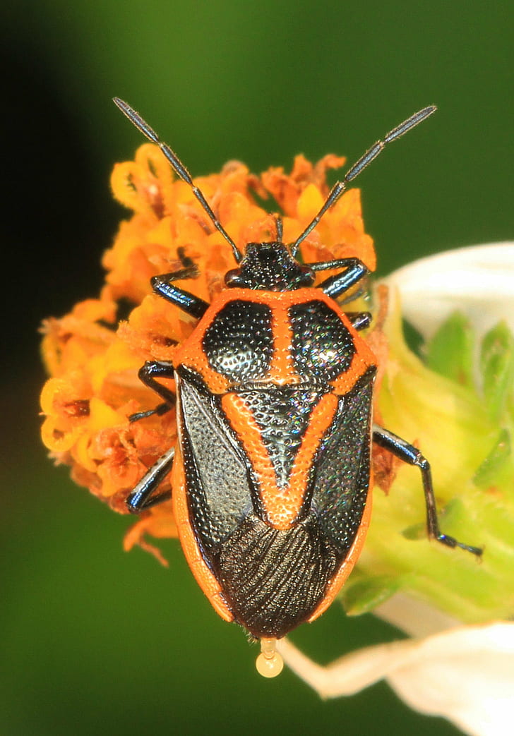 orange and black insect, stink bug, slough, florida, stink bug, slough, florida