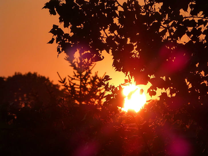 nature, silhouette, trees, sunset, lens flare
