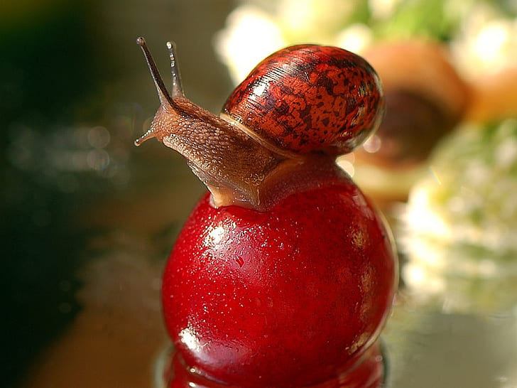 Beautiful Cool Snail Animals Other HD Art, picture, HD wallpaper