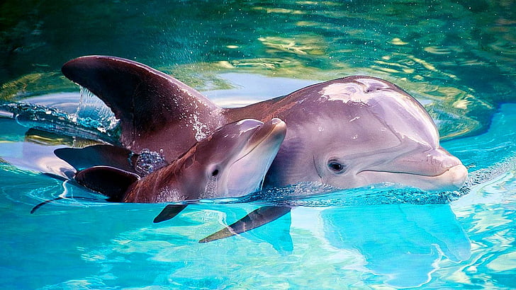 dolphin, common bottlenose dolphin, marine mammal, water, baby dolphin, HD wallpaper