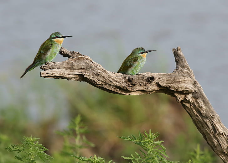 two black and green birds on branch at daytime, blue-cheeked bee-eater, merops persicus, chobe national park, botswana, blue-cheeked bee-eater, merops persicus, chobe national park, botswana