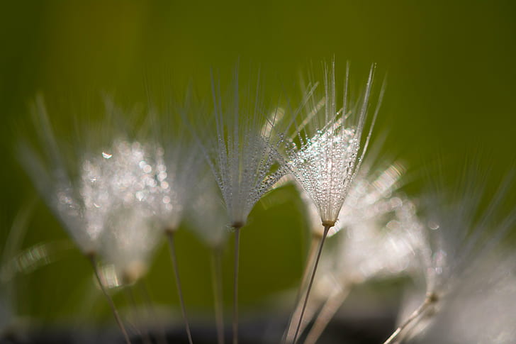 macro photography of white plants, dandelion, dandelion, up close, HD wallpaper