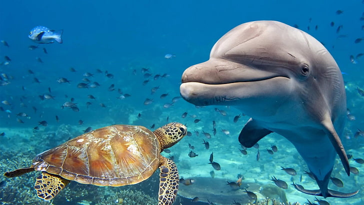 sea turtle, marine biology, ecosystem, marine mammal, water, HD wallpaper