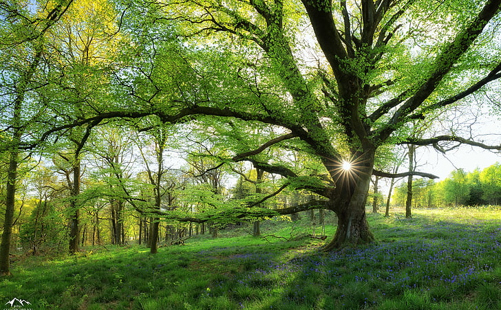 Most Beautiful Spring Landscapes On Earth, green tree, Seasons