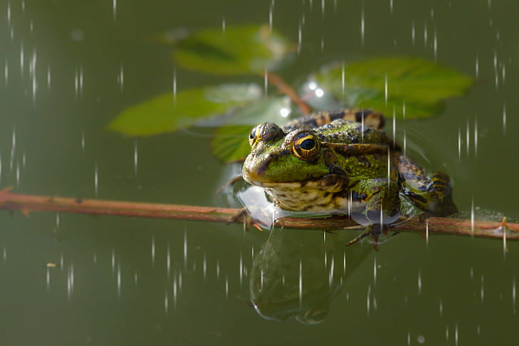 closeup photography of green frog standing on brown branch, Sony