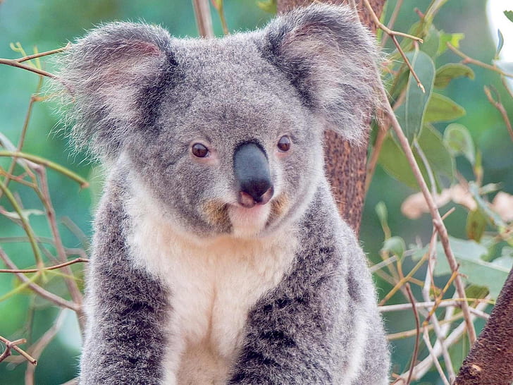 Cute koala, HD wallpaper