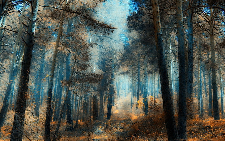 Forest Desktop Wallpaper (75+ pictures)