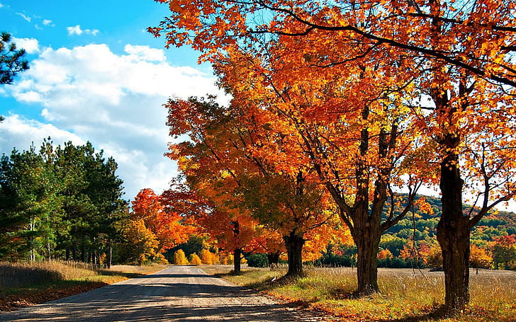 Autumn Road Forest, nature, HD wallpaper