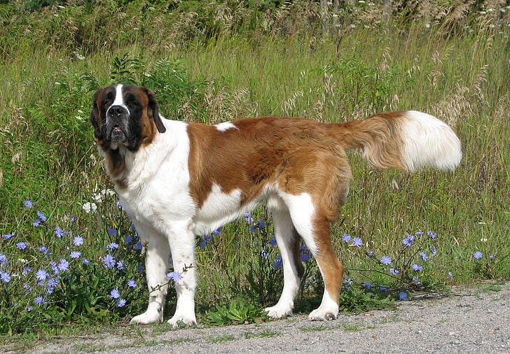 adult Saint Bernard, dog, grass, walk, domestic, pets, one animal, HD wallpaper