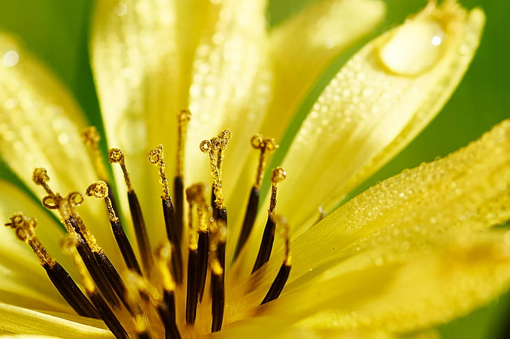 yellow and black flower, Just a little, little yellow, Close-up, HD wallpaper