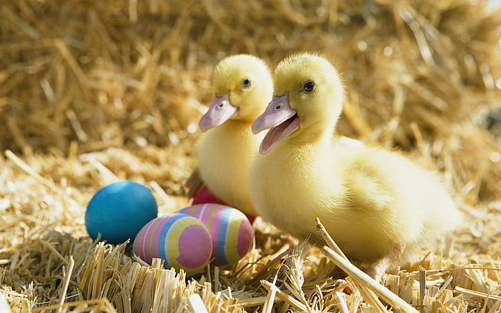Two little ducks and Easter eggs, HD wallpaper