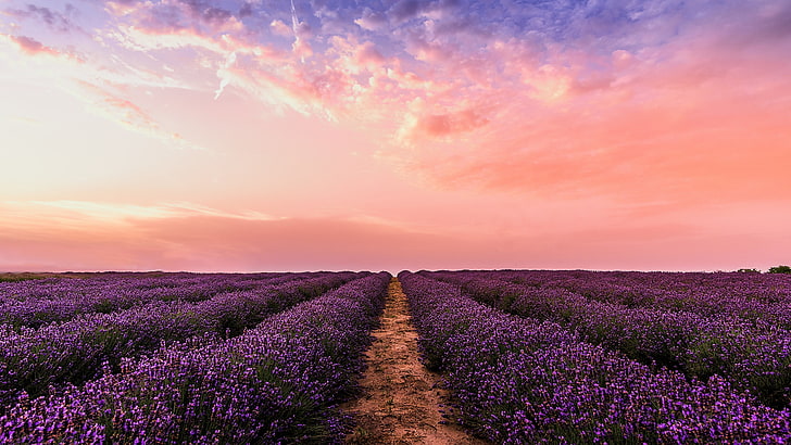 sky, field, purple, lavender field, lavender farm, blooming, HD wallpaper