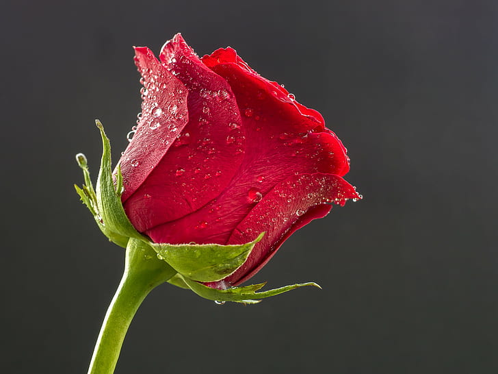 selective focus photo of red rose, rose, Blume, flower, Panasonic Lumix G5, HD wallpaper