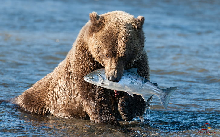 Brown bear catching a fish, brown grizzly bear, HD wallpaper