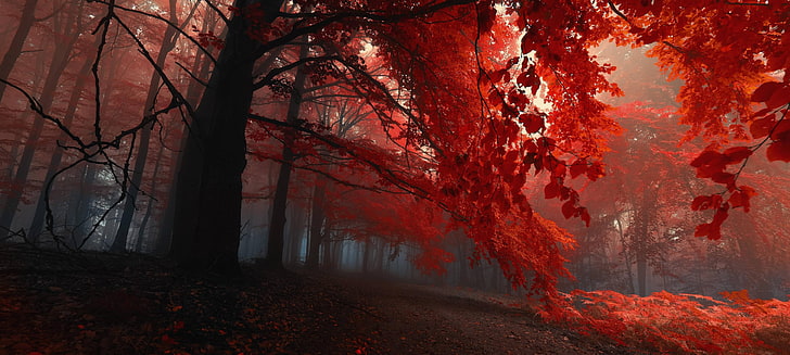 red leafed trees, red leafed trees photography, fall, nature, HD wallpaper