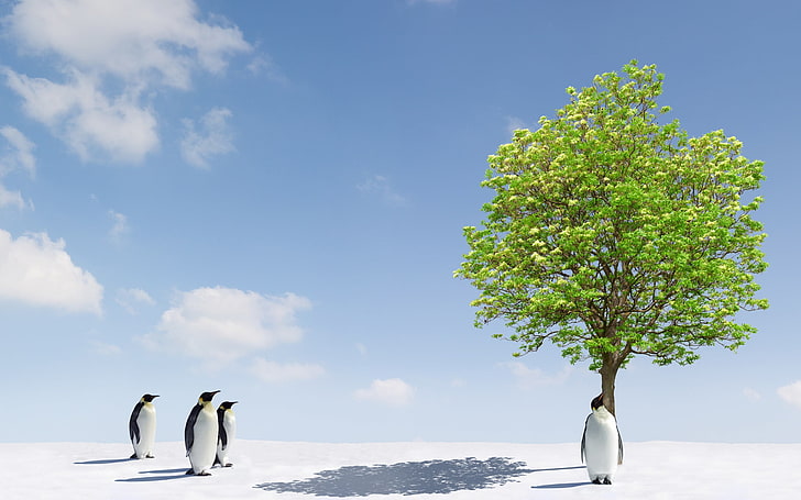 four white penguins, trees, animals, sky, water, bird, plant