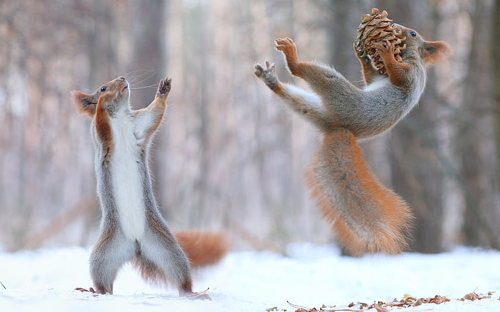 two gray-and-brown squirrels, nature, animals, snow, winter, force