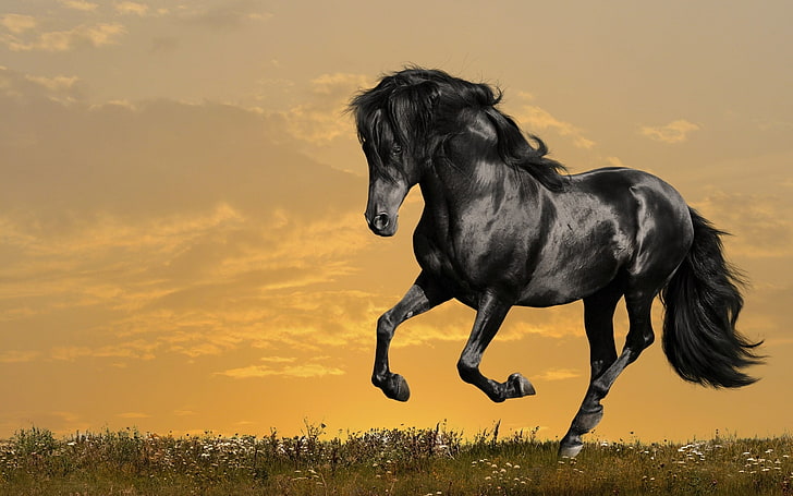 HD wallpaper: horse full hd, sunset, animal, animal themes, one animal,  domestic animals | Wallpaper Flare