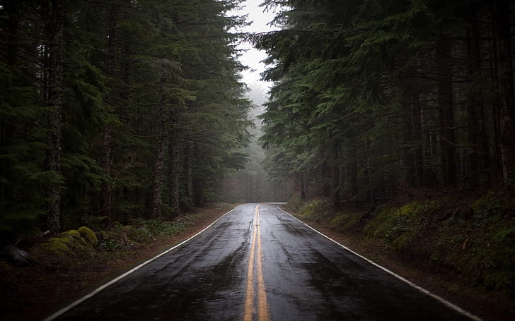 nature trees rain forest wet roads 1920x1200  Nature Forests HD Art