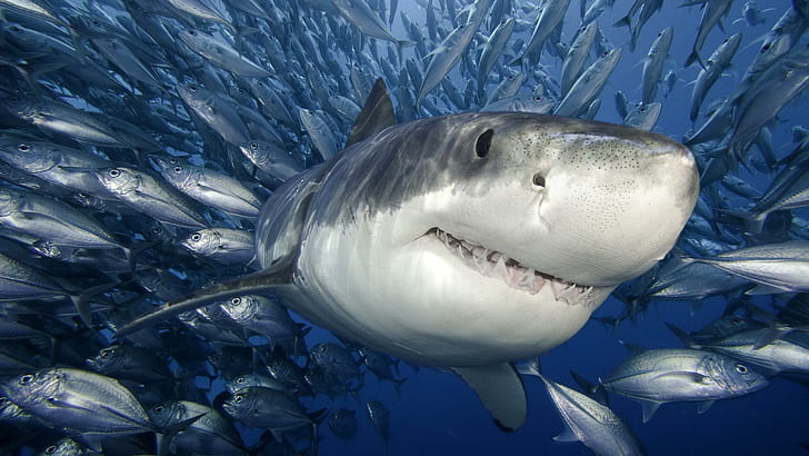 Animals Sharks Fishes Water Underwater Sea Life Ocean Swim Tropical Predator Teeth Fangs Face Cool