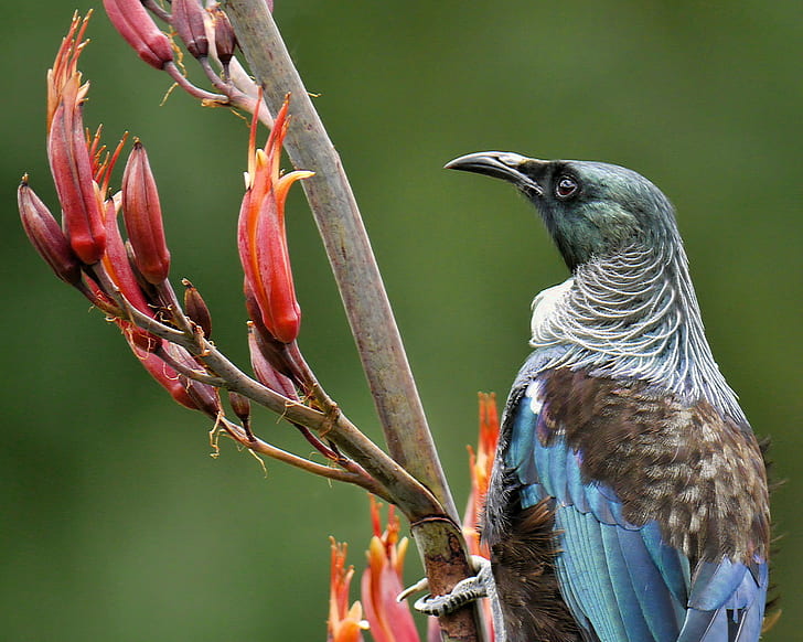 Closeup photography of blue and brown Sunbird perching on branch, tui, tui, HD wallpaper