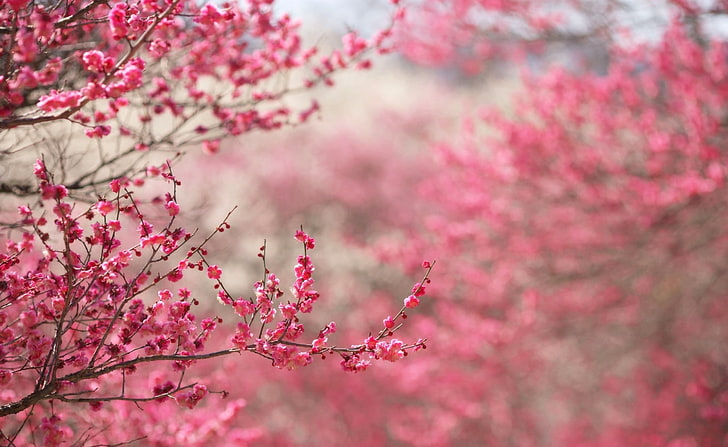 Sakura Cherry Blossom, pink cherry blossom tree, Seasons, Spring, HD wallpaper