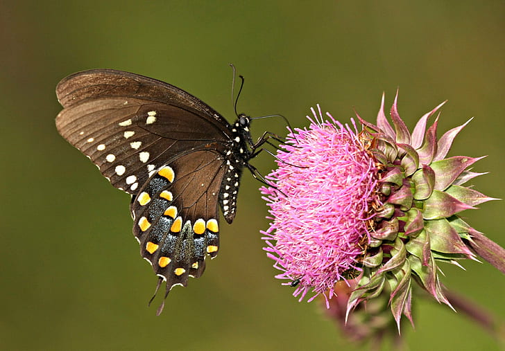 selective focus photography of brown butterfly on pink flower, HD wallpaper