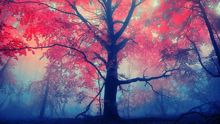 red leafed tree, trees, mist, red leaves, plant, nature, trunk
