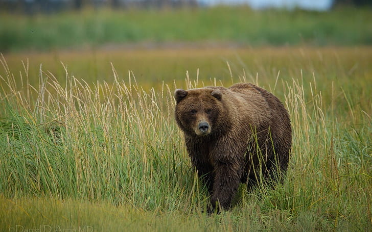 Grizzly bear in the grass, HD wallpaper