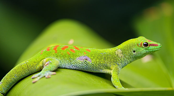 gecko 4k high resolution widescreen, animal themes, green color, HD wallpaper